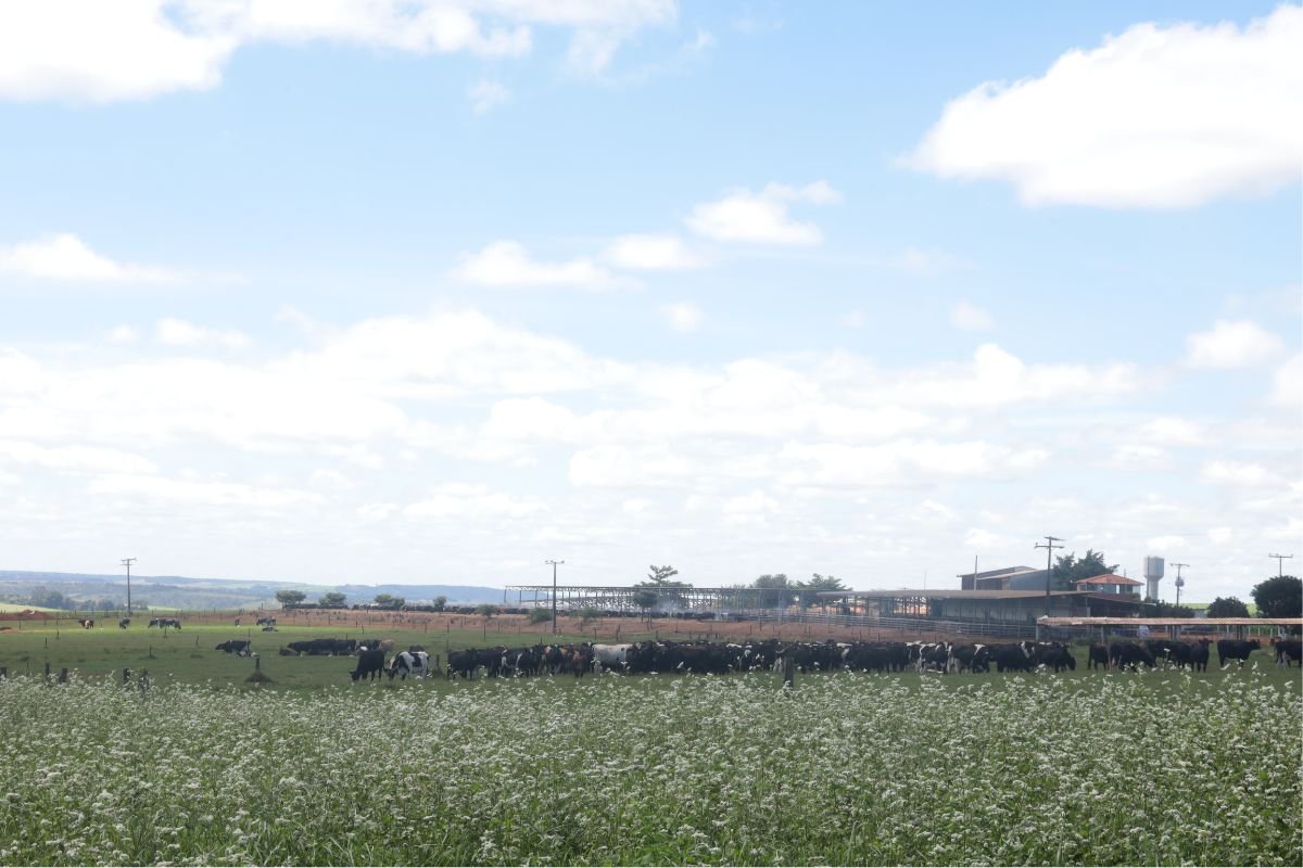 Fazenda Kiwi: conheça a propriedade que garante 34 mil litros de leite por dia com vacas a pasto e reduzindo emissão de carbono