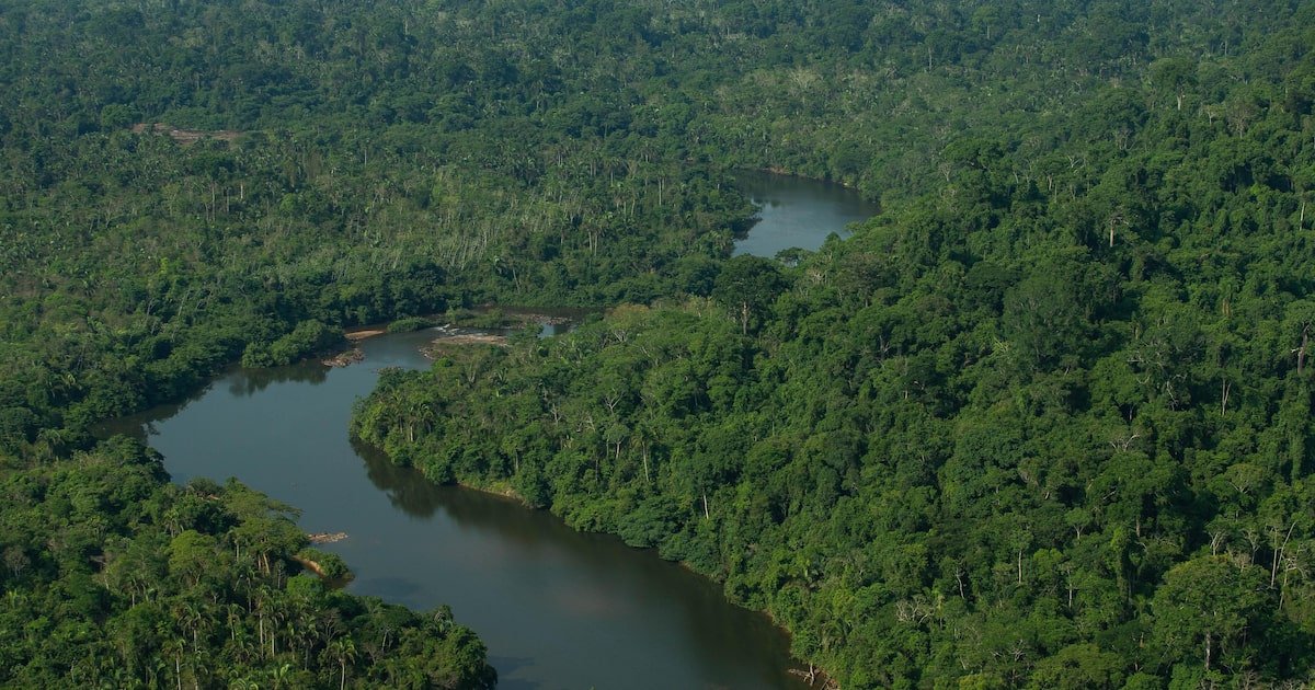 Brasil tem obstáculos para participar de mercado bilionário de soluções baseadas na natureza