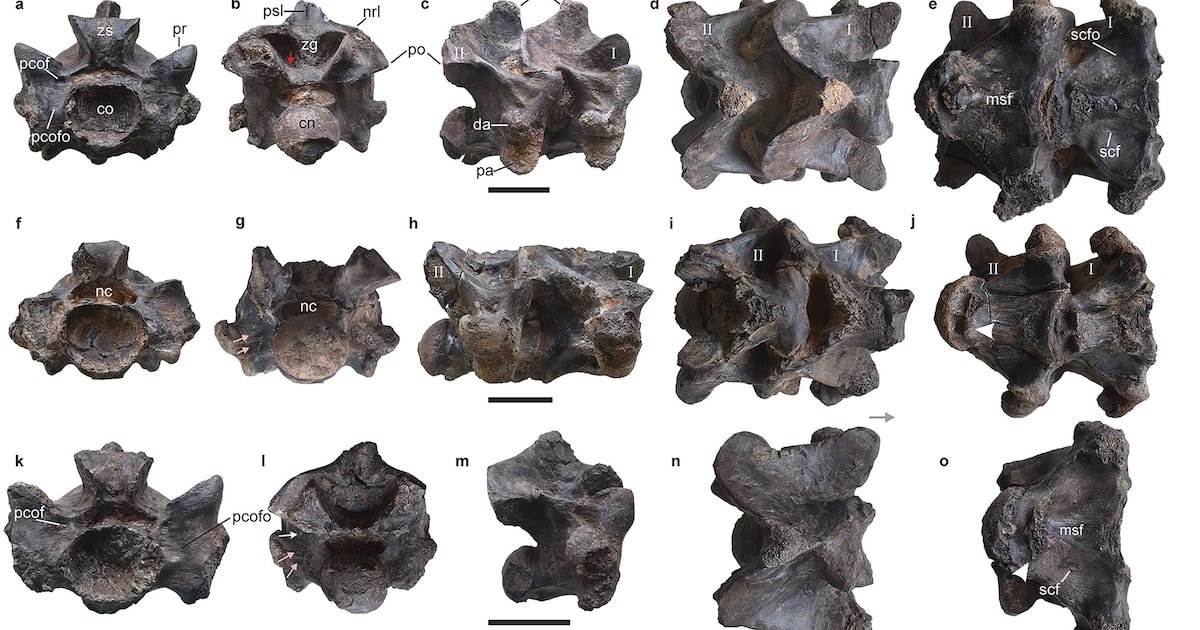 Cobra pré-histórica gigante: o que cientistas descobriram a partir do fóssil de vértebras?