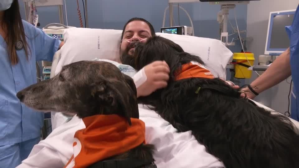 Hospital espanhol recruta cães de terapia para ajudar pacientes da UTI