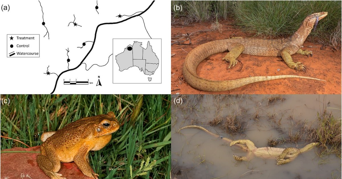 Por que sapo-cururu virou o terror de um lagarto de 2 metros na Austrália